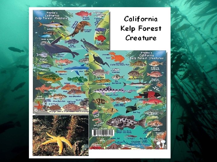 Kelp Forest Creatures 