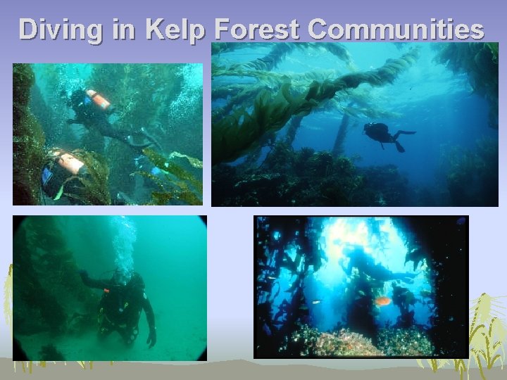 Diving in Kelp Forest Communities 