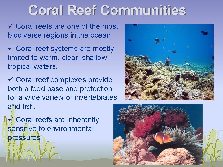 Coral Reef Communities ü Coral reefs are one of the most biodiverse regions in