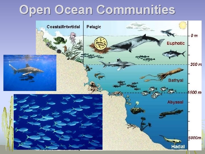 Open Ocean Communities 