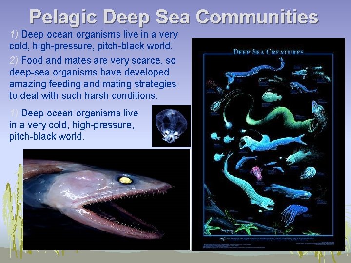 Pelagic Deep Sea Communities 1) Deep ocean organisms live in a very cold, high-pressure,