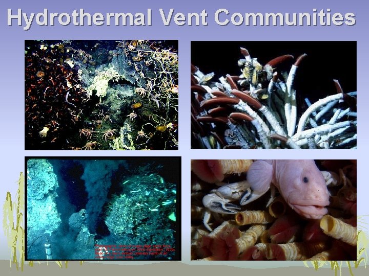 Hydrothermal Vent Communities 