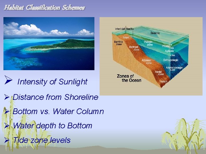 Habitat Classification Schemes Ø Intensity of Sunlight Ø Distance from Shoreline Ø Bottom vs.