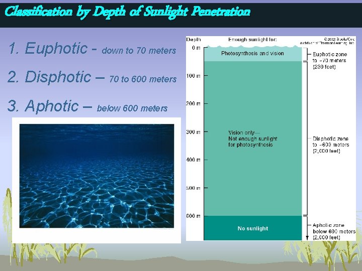 Classification by Depth of Sunlight Penetration 1. Euphotic - down to 70 meters 2.