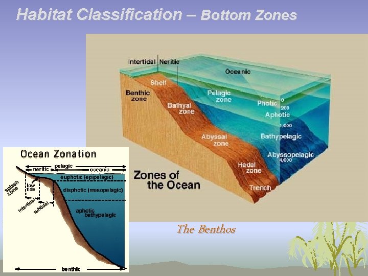 Habitat Classification – Bottom Zones The Benthos 