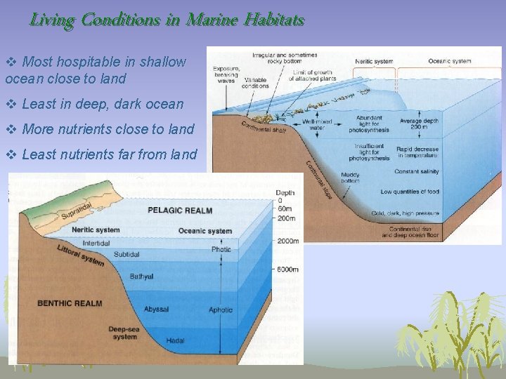 Living Conditions in Marine Habitats v Most hospitable in shallow ocean close to land