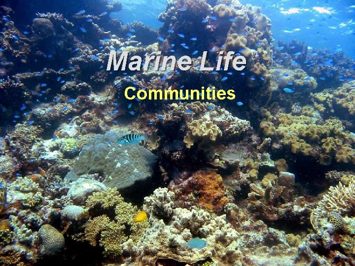 Marine Life Communities 