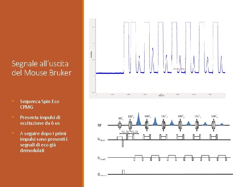 Segnale all’uscita del Mouse Bruker § Sequenza Spin Eco CPMG § Presenta impulsi di