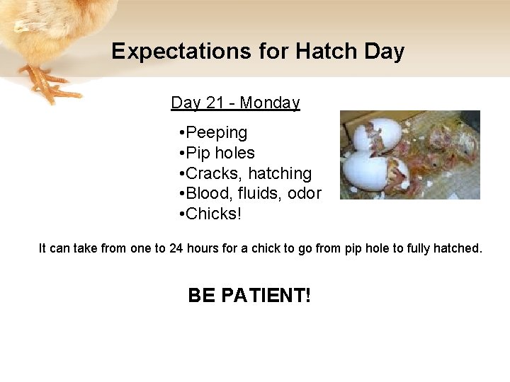 Expectations for Hatch Day 21 - Monday • Peeping • Pip holes • Cracks,