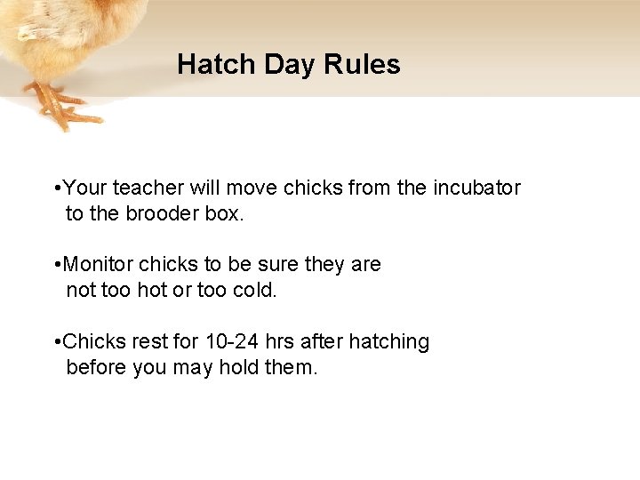 Hatch Day Rules • Your teacher will move chicks from the incubator to the