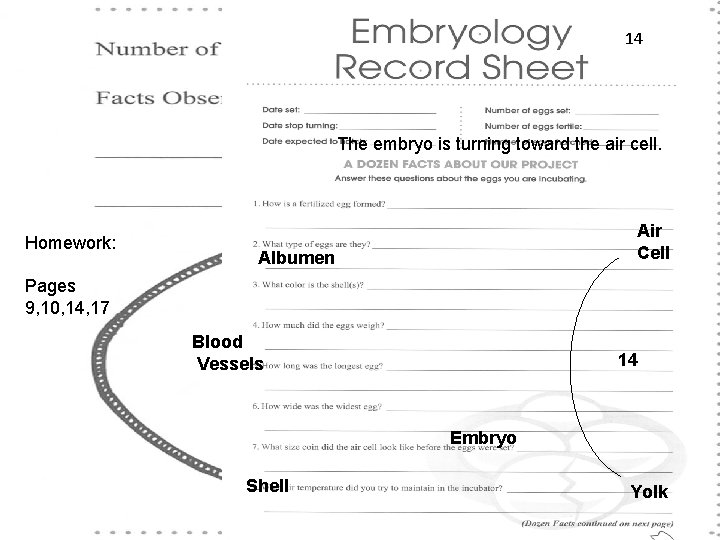 14 The embryo is turning toward the air cell. Homework: Air Cell Albumen Pages