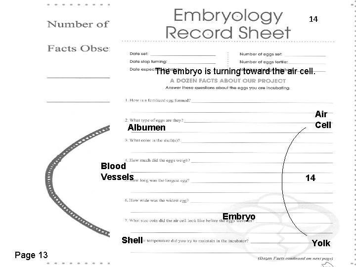 14 The embryo is turning toward the air cell. Air Cell Albumen Blood Vessels