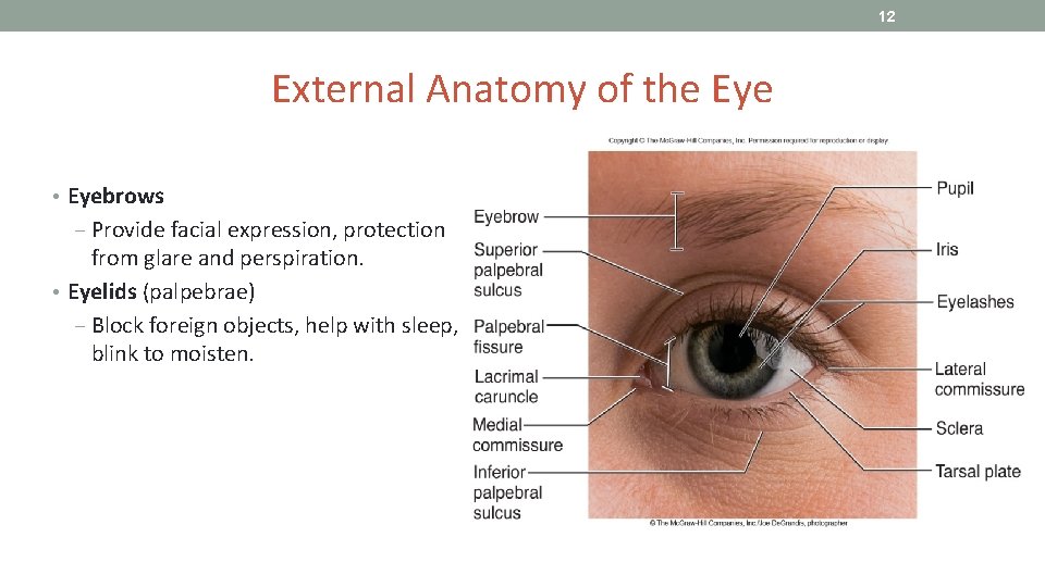 12 External Anatomy of the Eye • Eyebrows ‒ Provide facial expression, protection from