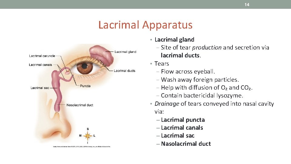 14 Lacrimal Apparatus • Lacrimal gland ‒ Site of tear production and secretion via
