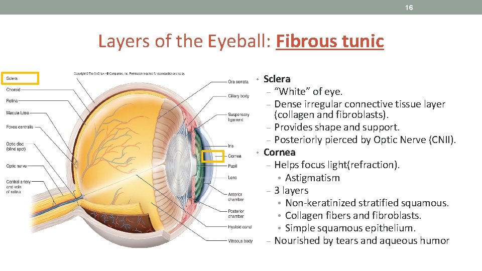 16 Layers of the Eyeball: Fibrous tunic • Sclera ‒ “White” of eye. ‒