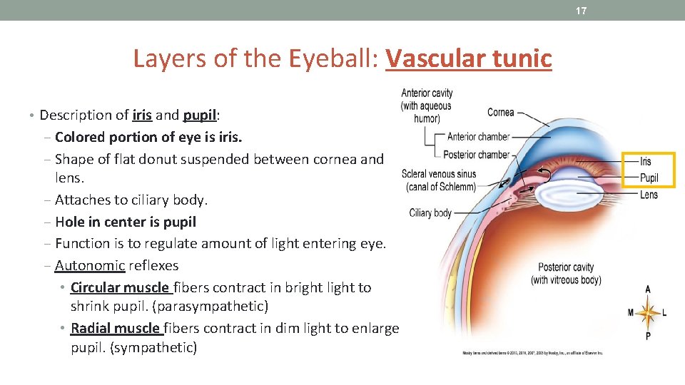 17 Layers of the Eyeball: Vascular tunic • Description of iris and pupil: ‒