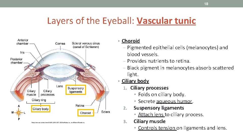 18 Layers of the Eyeball: Vascular tunic • Choroid ‒ Pigmented epithelial cells (melanocytes)