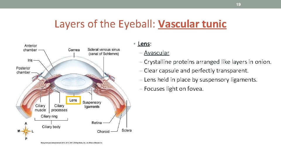 19 Layers of the Eyeball: Vascular tunic • Lens: ‒ Avascular ‒ Crystalline proteins