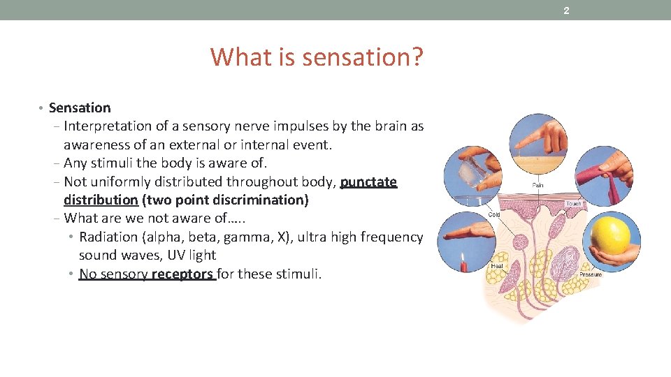 2 What is sensation? • Sensation − Interpretation of a sensory nerve impulses by