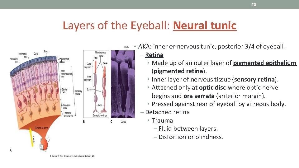20 Layers of the Eyeball: Neural tunic • AKA: inner or nervous tunic, posterior