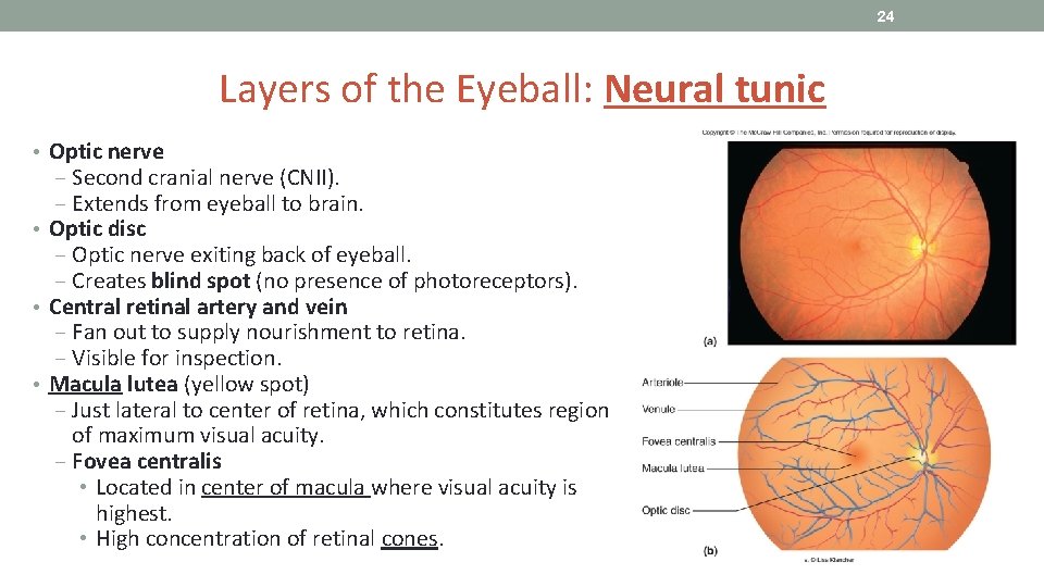 24 Layers of the Eyeball: Neural tunic • Optic nerve ‒ Second cranial nerve