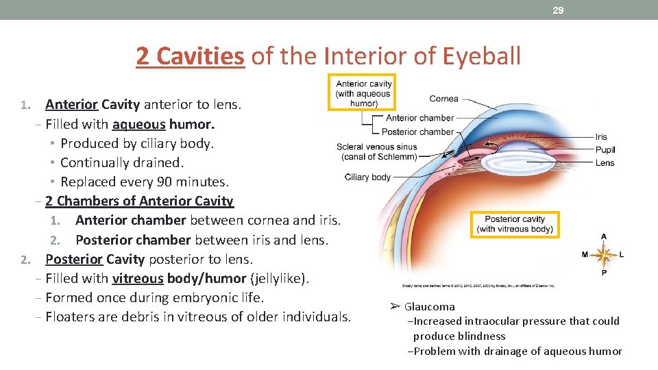 29 2 Cavities of the Interior of Eyeball Anterior Cavity anterior to lens. −
