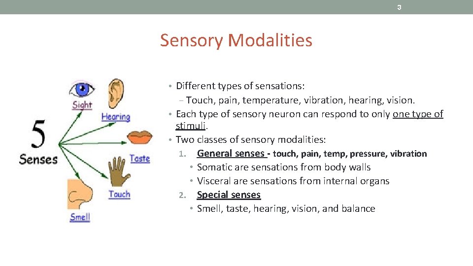 3 Sensory Modalities • Different types of sensations: − Touch, pain, temperature, vibration, hearing,