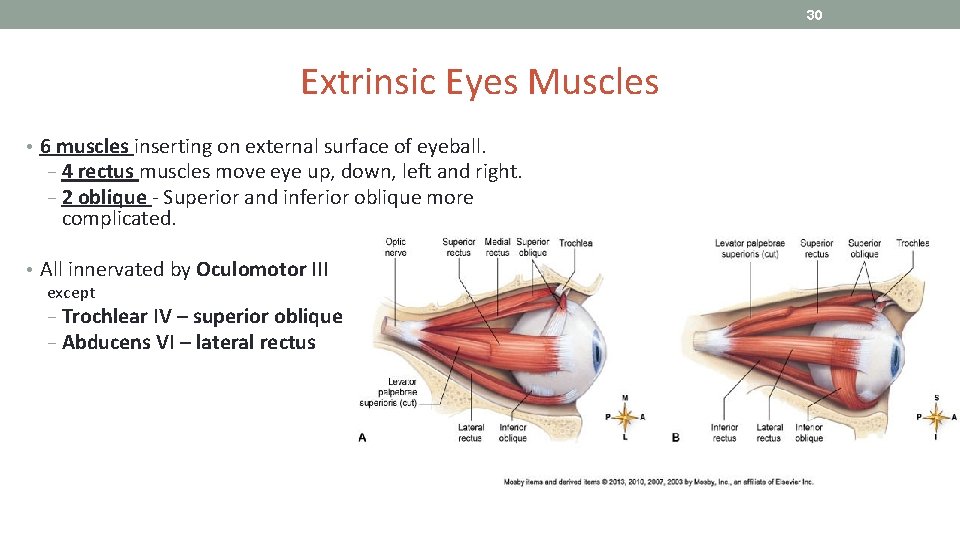 30 Extrinsic Eyes Muscles • 6 muscles inserting on external surface of eyeball. −