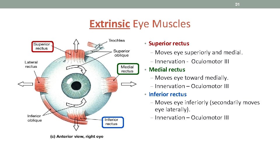 31 Extrinsic Eye Muscles • Superior rectus ‒ Moves eye superiorly and medial. ‒