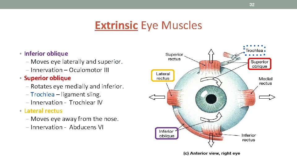 32 Extrinsic Eye Muscles • Inferior oblique ‒ Moves eye laterally and superior. ‒