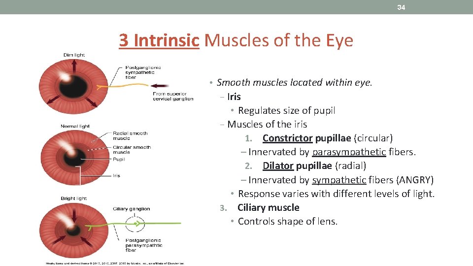 34 3 Intrinsic Muscles of the Eye • Smooth muscles located within eye. −