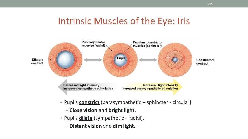 35 Intrinsic Muscles of the Eye: Iris • Pupils constrict (parasympathetic – sphincter -