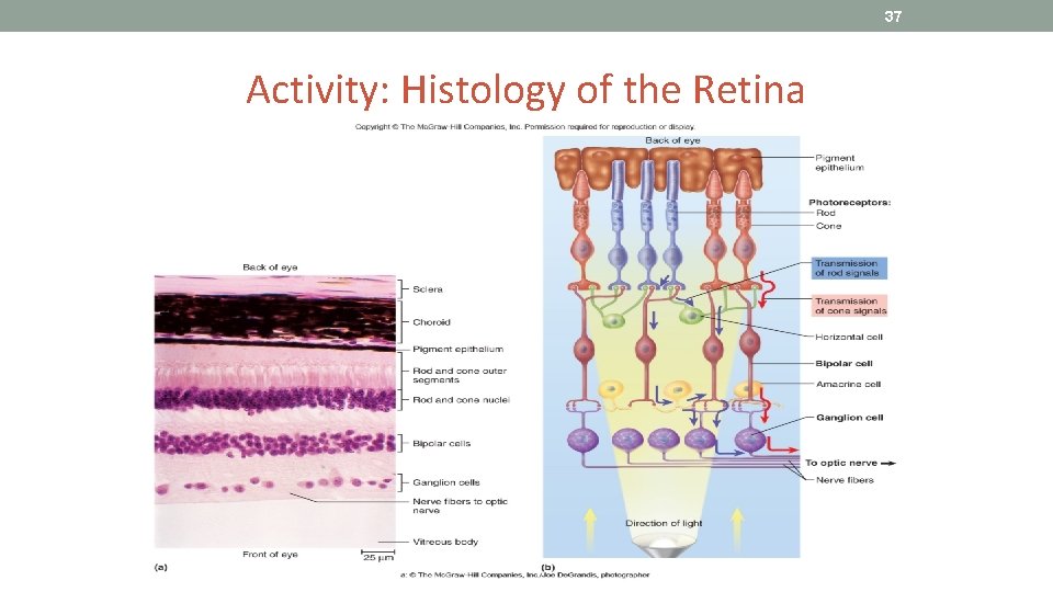 37 Activity: Histology of the Retina 