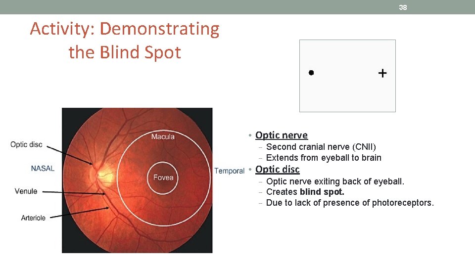38 Activity: Demonstrating the Blind Spot • Optic nerve ‒ Second cranial nerve (CNII)