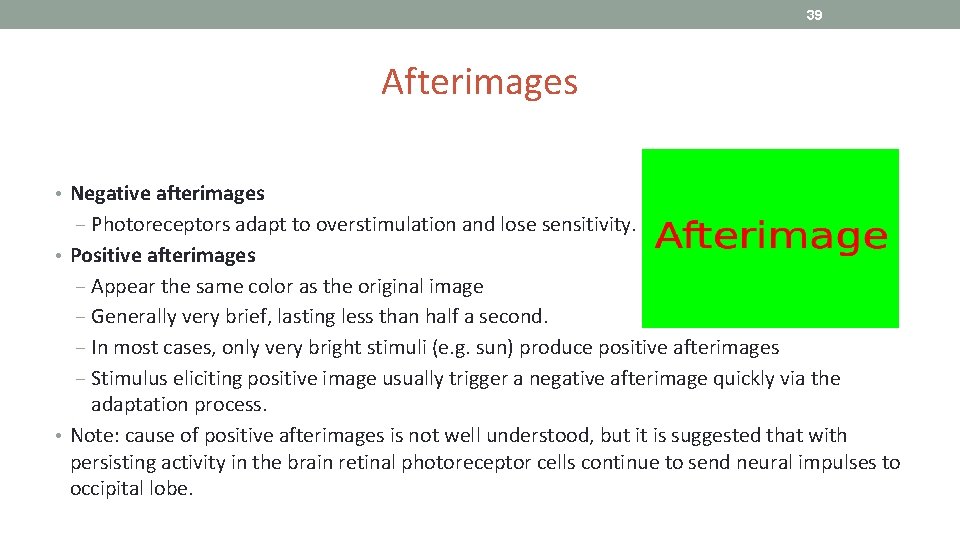 39 Afterimages • Negative afterimages ‒ Photoreceptors adapt to overstimulation and lose sensitivity. •