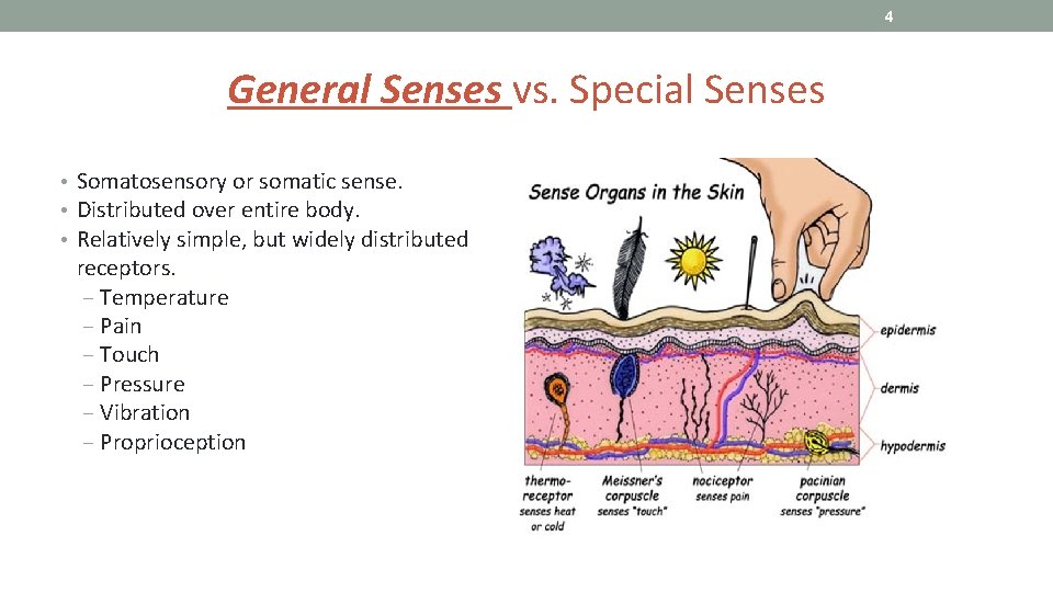 4 General Senses vs. Special Senses • Somatosensory or somatic sense. • Distributed over