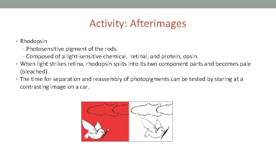 Activity: Afterimages • Rhodopsin ‒ Photosensitive pigment of the rods. ‒ Composed of a