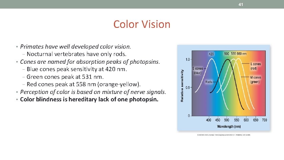41 Color Vision • Primates have well developed color vision. − Nocturnal vertebrates have