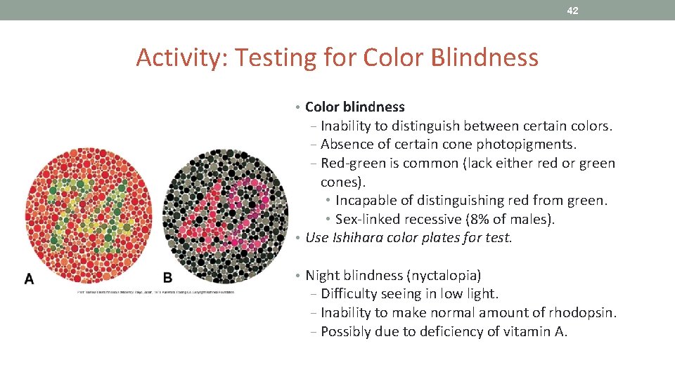 42 Activity: Testing for Color Blindness • Color blindness − Inability to distinguish between