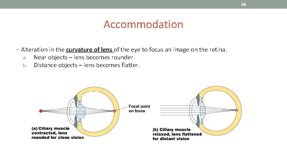 46 Accommodation • Alteration in the curvature of lens of the eye to focus