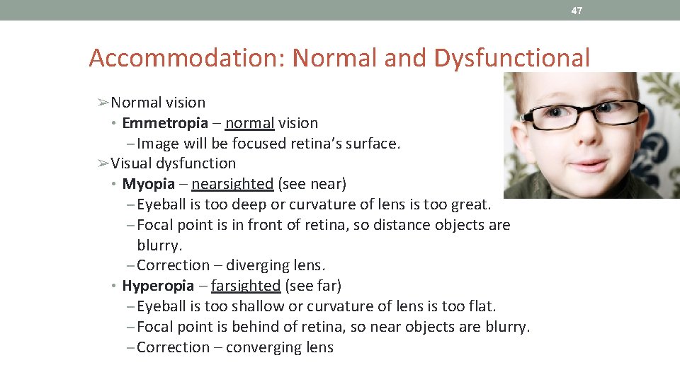 47 Accommodation: Normal and Dysfunctional ➢Normal vision • Emmetropia – normal vision ‒ Image