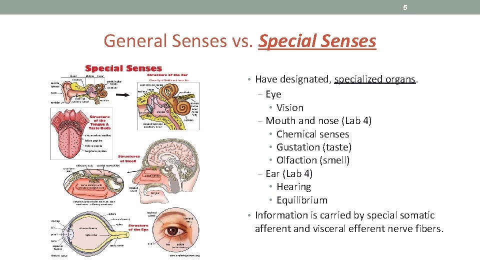 5 General Senses vs. Special Senses • Have designated, specialized organs. ‒ Eye •