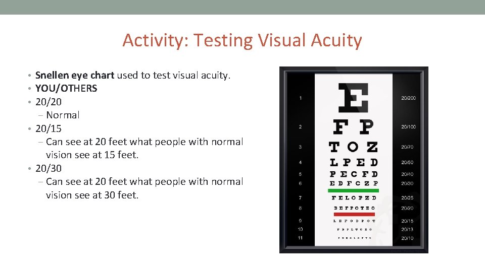Activity: Testing Visual Acuity • Snellen eye chart used to test visual acuity. •
