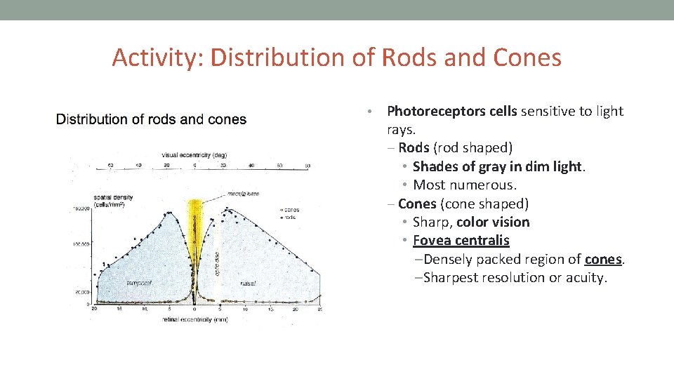 Activity: Distribution of Rods and Cones • Photoreceptors cells sensitive to light rays. ‒