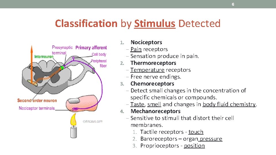 6 Classification by Stimulus Detected Nociceptors ‒ Pain receptors ‒ Sensation produce in pain.