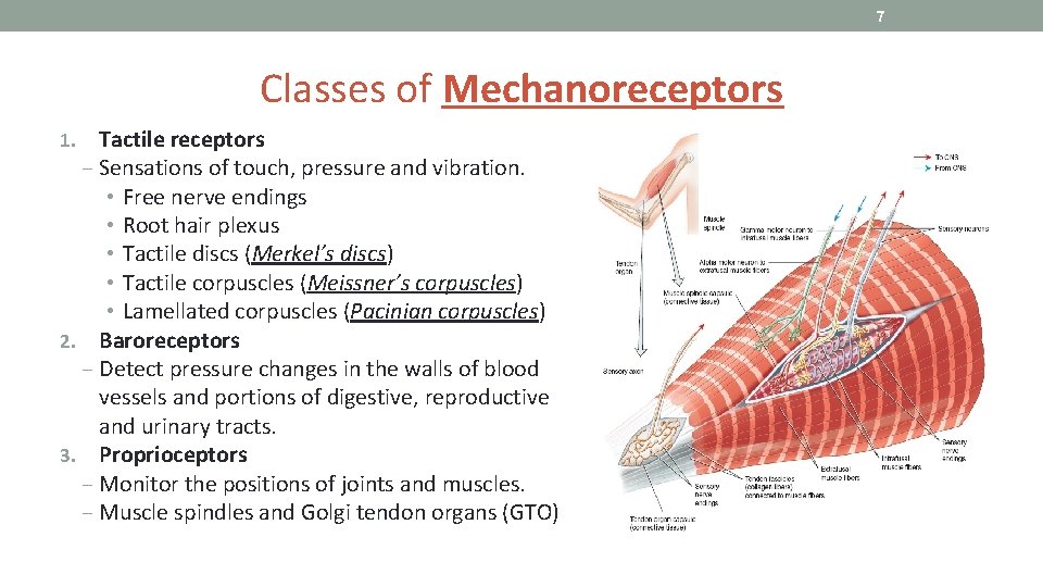 7 Classes of Mechanoreceptors Tactile receptors ‒ Sensations of touch, pressure and vibration. •