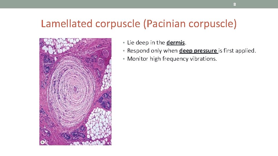 8 Lamellated corpuscle (Pacinian corpuscle) • Lie deep in the dermis. • Respond only