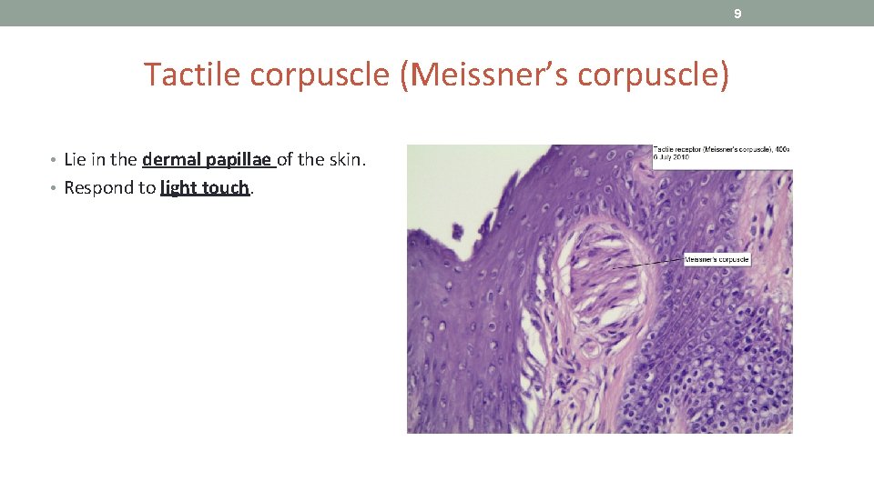 9 Tactile corpuscle (Meissner’s corpuscle) • Lie in the dermal papillae of the skin.