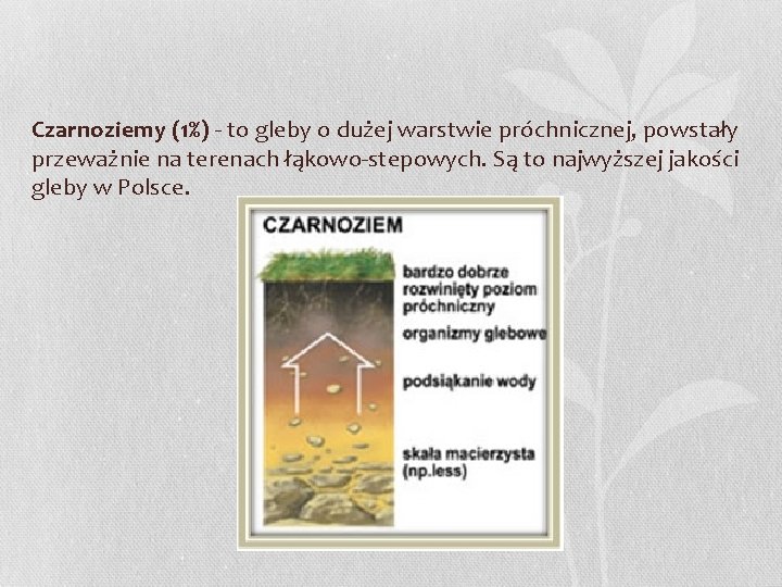 Czarnoziemy (1%) - to gleby o dużej warstwie próchnicznej, powstały przeważnie na terenach łąkowo-stepowych.