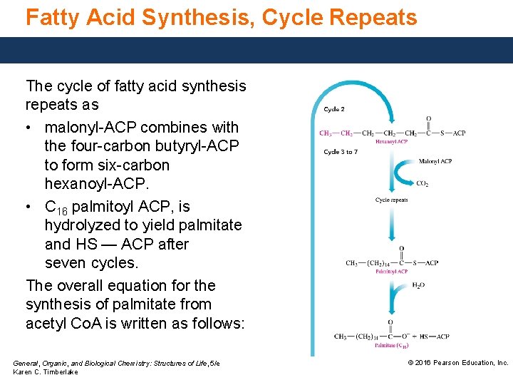 Fatty Acid Synthesis, Cycle Repeats The cycle of fatty acid synthesis repeats as •